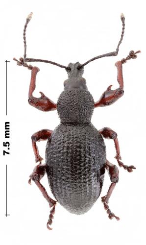 Otiorhynchus armatus